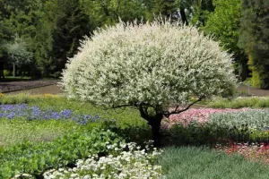 Dappled Willow (Shrub Form)