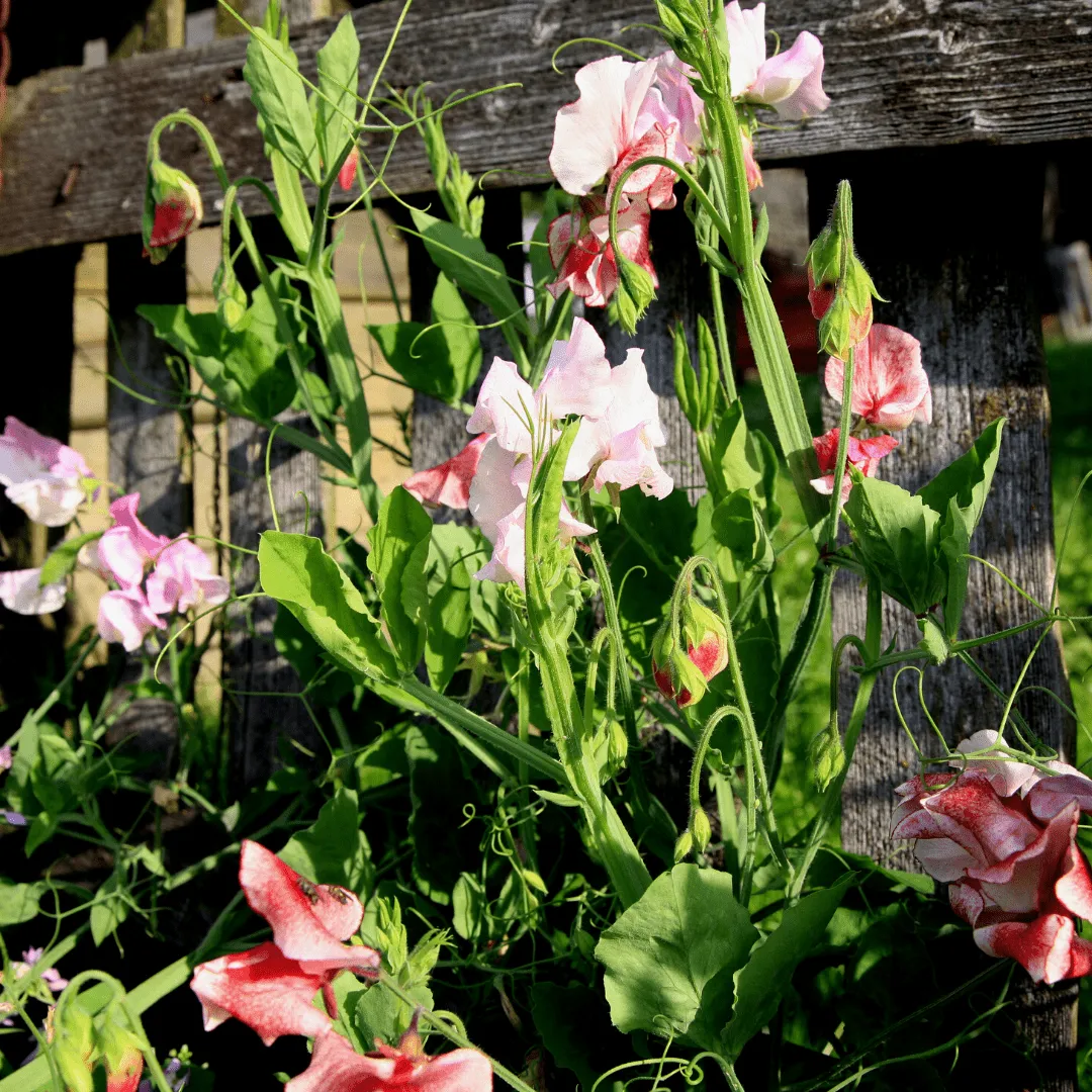 Sweet Peas Royal Family Blend Seeds | West Coast Seeds