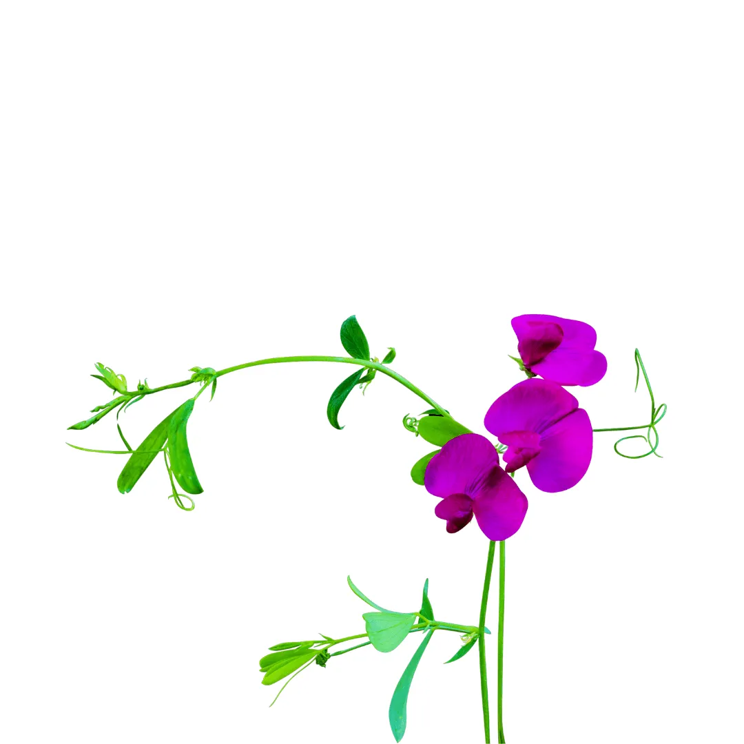 Sweet Peas Royal Family Blend Seeds | West Coast Seeds